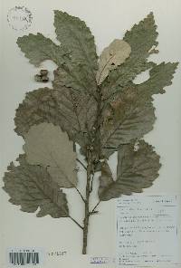 Quercus aliena image