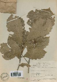 Quercus aliena image