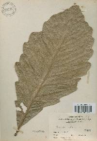 Quercus aliena image