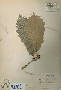 Quercus aliena image