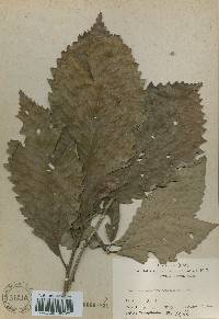 Quercus aliena image
