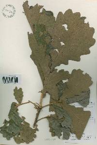 Quercus dentata image