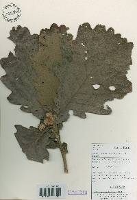 Quercus dentata image