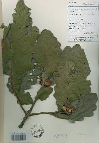 Quercus dentata image