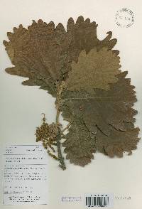 Quercus dentata image