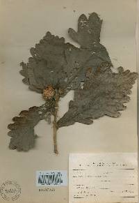 Quercus dentata image