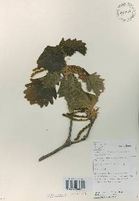 Quercus dentata image