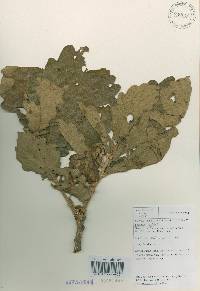 Quercus dentata image