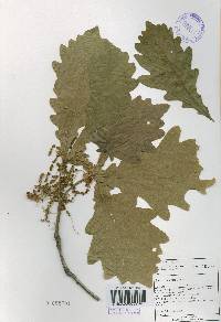 Quercus dentata image