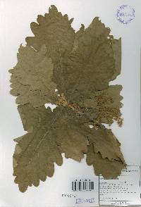 Quercus dentata image