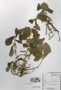 Quercus dentata image