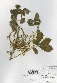 Quercus dentata image