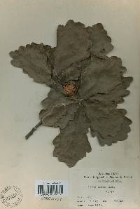 Quercus dentata image