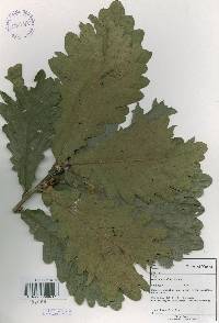 Quercus dentata image