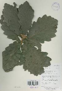 Quercus dentata image