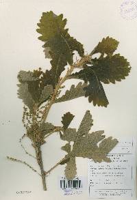 Quercus dentata image