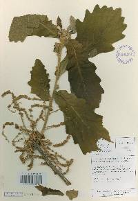 Quercus dentata image