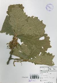 Quercus dentata image
