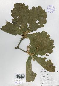 Quercus dentata image