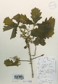 Quercus dentata image