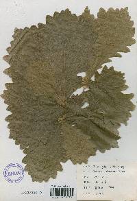 Quercus dentata image