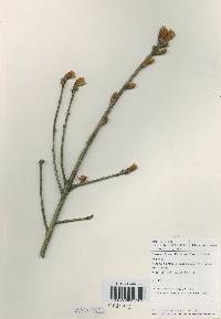 Quercus dentata image