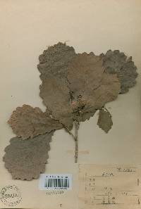 Image of Quercus fabri