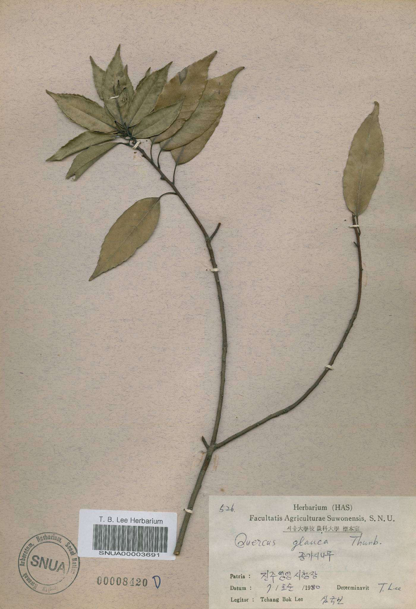 Quercus glauca image