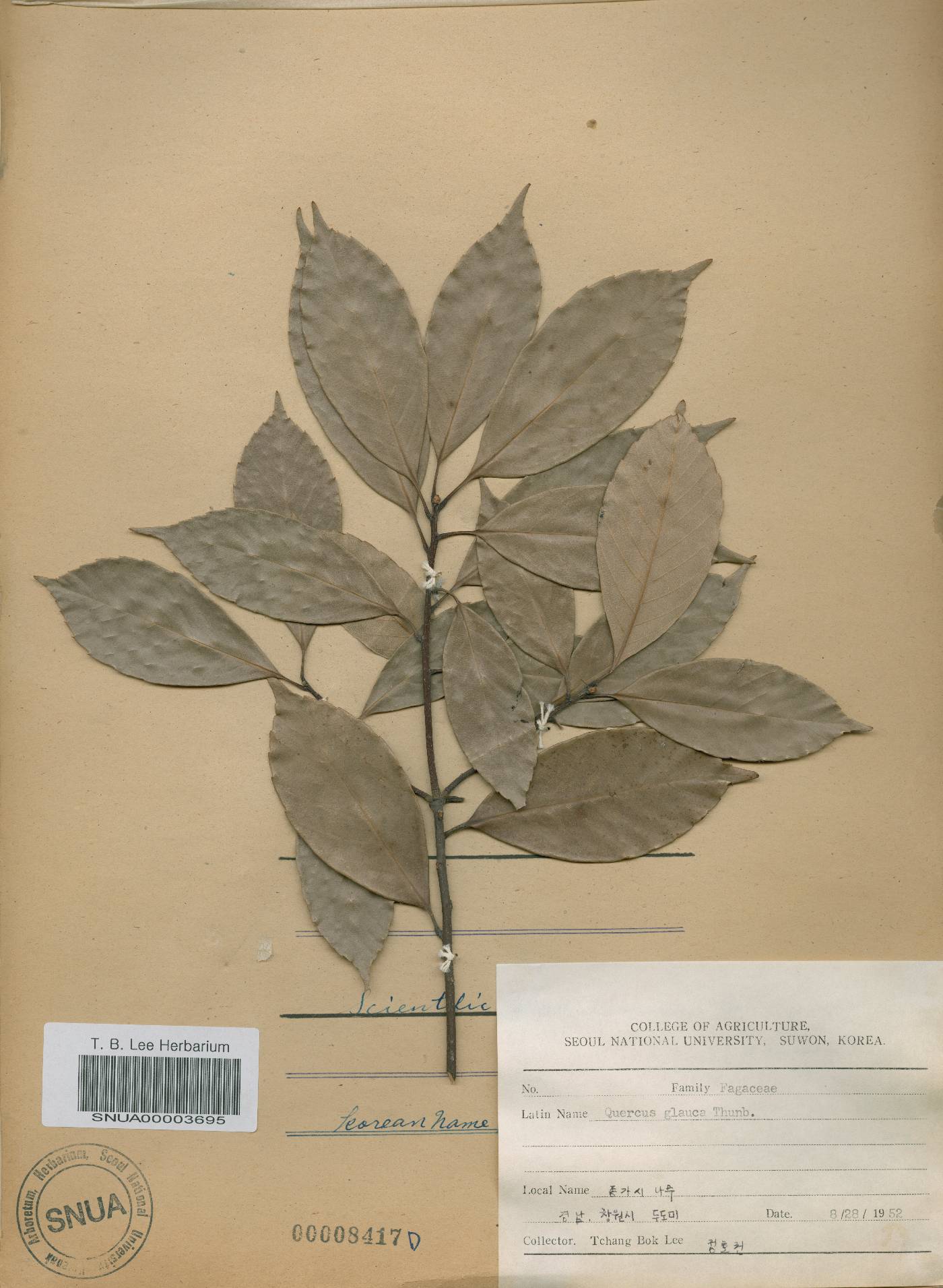 Quercus glauca image