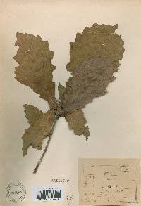 Quercus mongolica var. crispula image