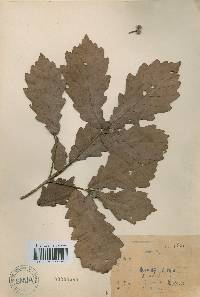 Quercus mongolica var. crispula image