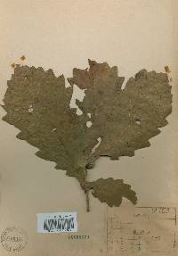 Quercus mongolica var. crispula image