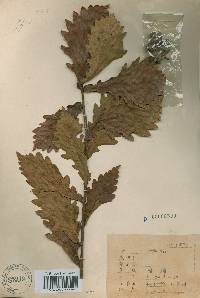 Quercus mongolica var. crispula image