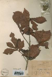 Quercus mongolica var. crispula image