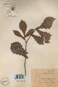 Quercus mongolica var. crispula image