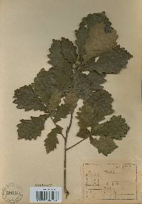 Quercus mongolica var. crispula image