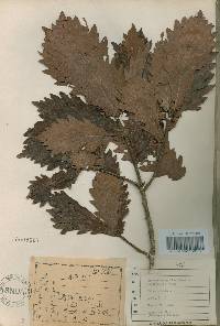 Quercus mongolica var. crispula image