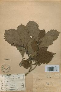 Quercus mongolica var. crispula image