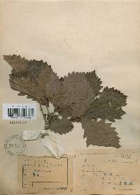 Quercus mongolica var. crispula image