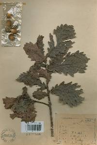 Quercus mongolica var. crispula image