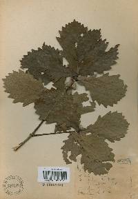 Quercus mongolica var. crispula image