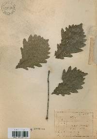 Quercus mongolica var. crispula image