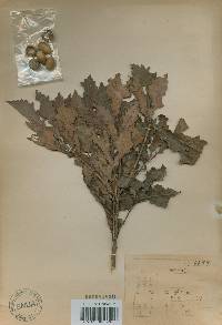 Quercus mongolica var. crispula image