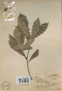 Quercus mongolica var. crispula image