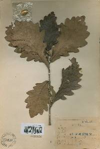 Quercus mongolica var. crispula image