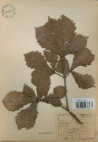 Quercus mongolica var. crispula image