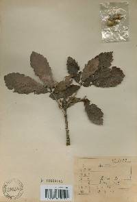 Quercus mongolica var. crispula image