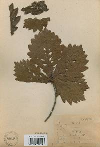 Quercus mongolica var. crispula image