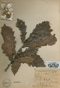 Quercus mongolica var. crispula image