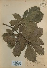 Quercus mongolica var. crispula image